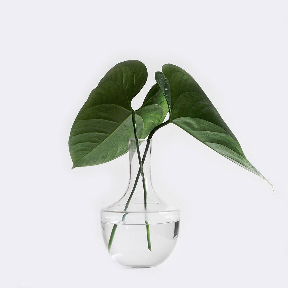 plant1 free img plant1 free img